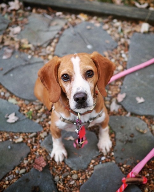 IZZIEâ€”PUREBRED, HEARTWORM NEGATIVE, YOUNG LEMON POCKET BEAGLE