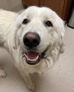 Vader, Adult Male Great Pyrenees