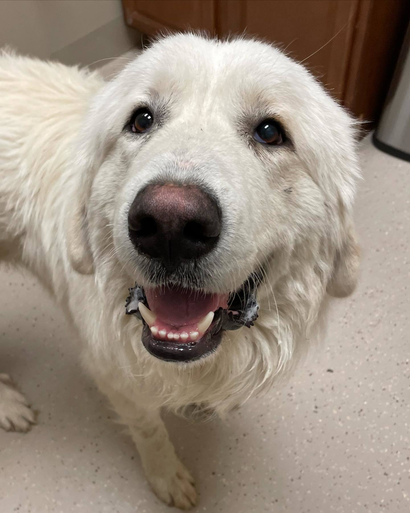 Vader, an adoptable Great Pyrenees in Whitewright, TX, 75491 | Photo Image 1