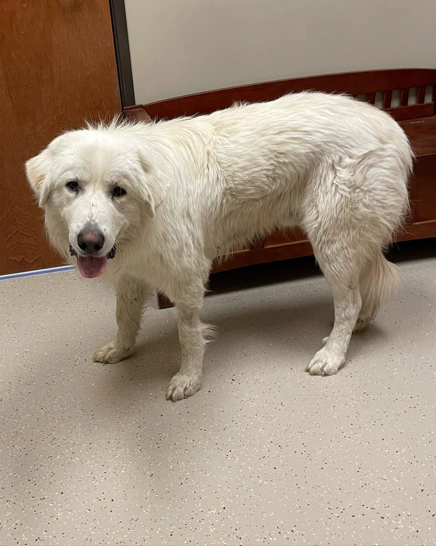 Vader, an adoptable Great Pyrenees in Whitewright, TX, 75491 | Photo Image 2