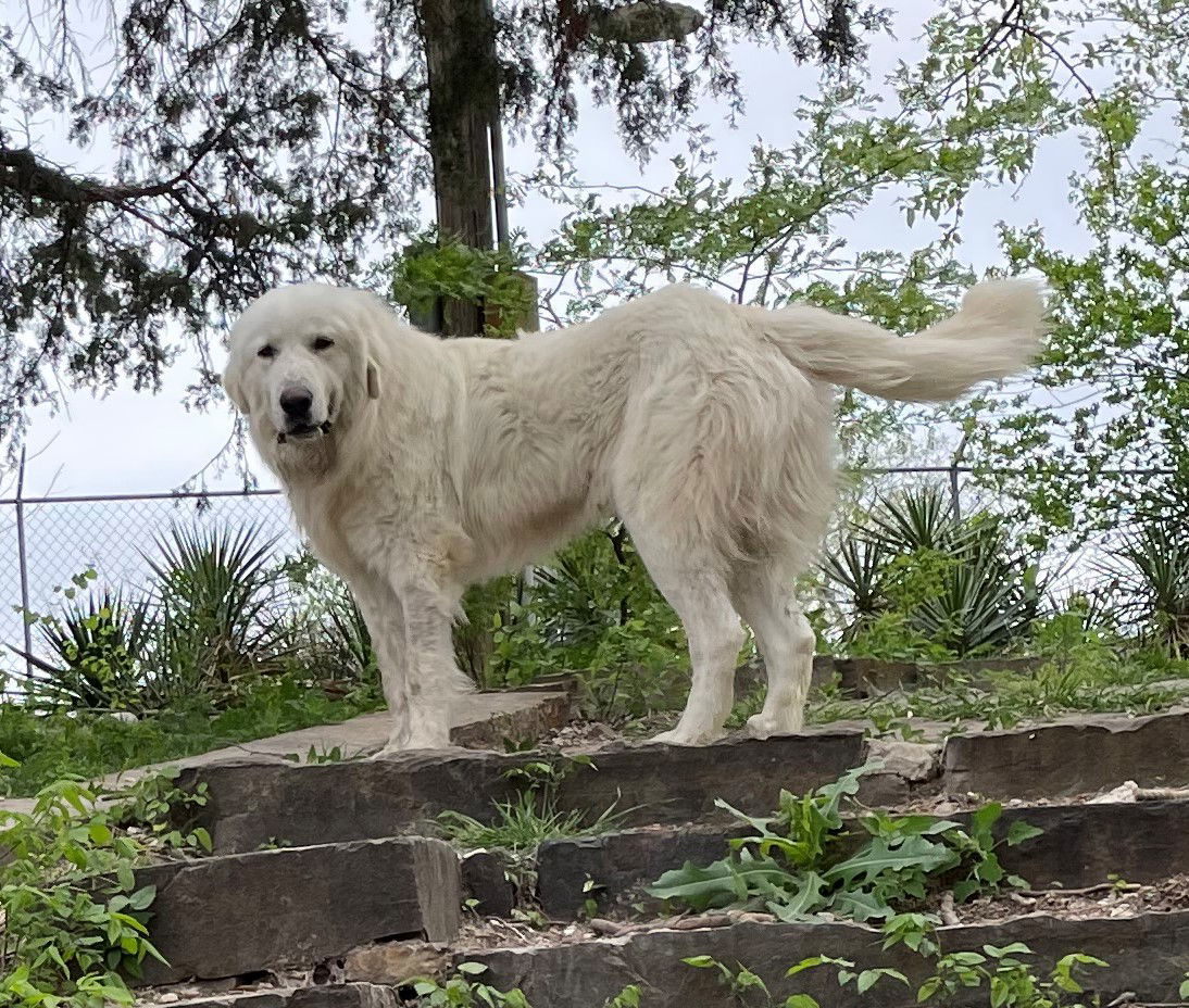 Vader, an adoptable Great Pyrenees in Whitewright, TX, 75491 | Photo Image 3