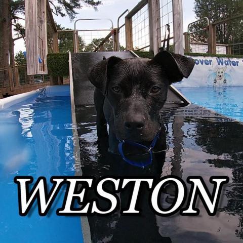 Weston