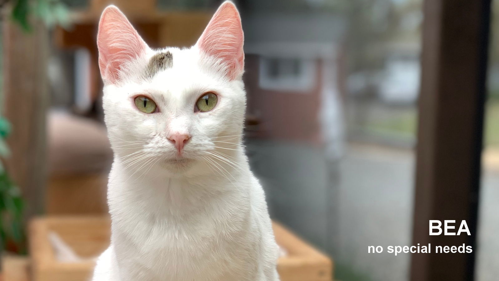 Bea, an adoptable Domestic Short Hair in Santa Rosa, CA, 95404 | Photo Image 1