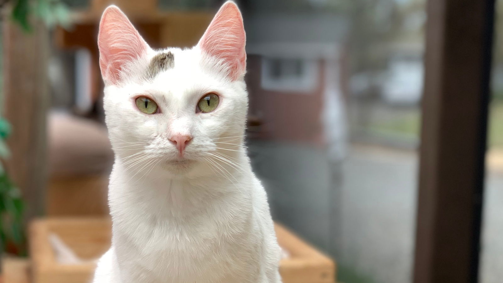 Bea, an adoptable Domestic Short Hair in Santa Rosa, CA, 95404 | Photo Image 2