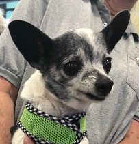 Cookie, an adoptable Chihuahua in Albuquerque, NM, 87193 | Photo Image 1