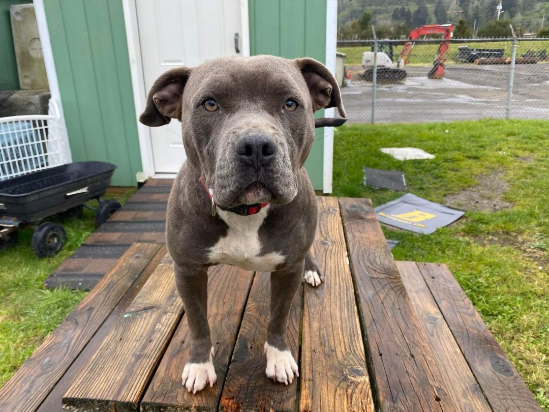 Tess, the Funny Girl, an adoptable American Staffordshire Terrier in Reedsport, OR, 97467 | Photo Image 3