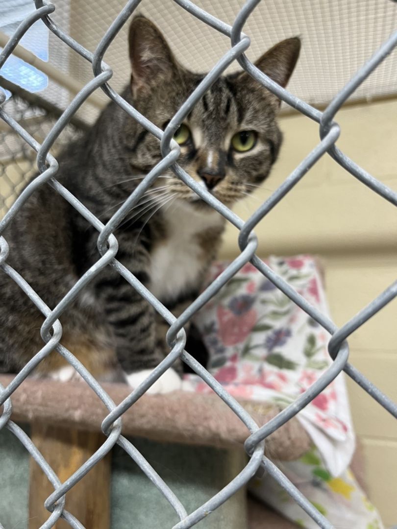 Maya, an adoptable Domestic Short Hair in North Kingstown, RI, 02852 | Photo Image 2