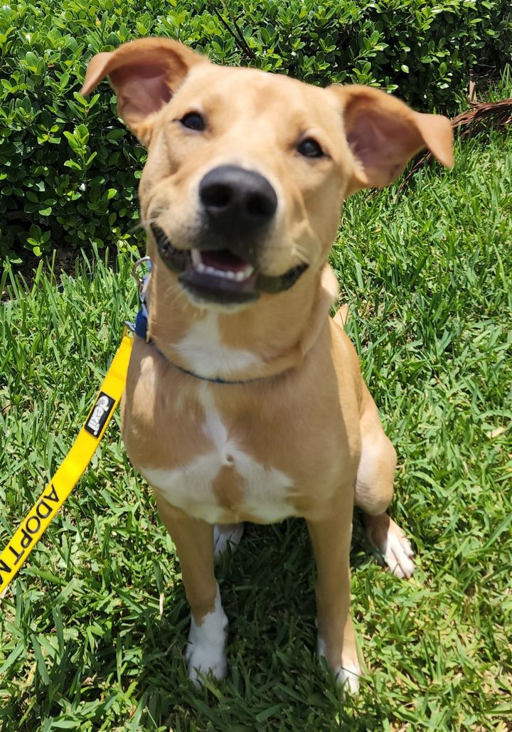 Strawberry, an adoptable Hound Mix in Royal Palm Beach, FL_image-1