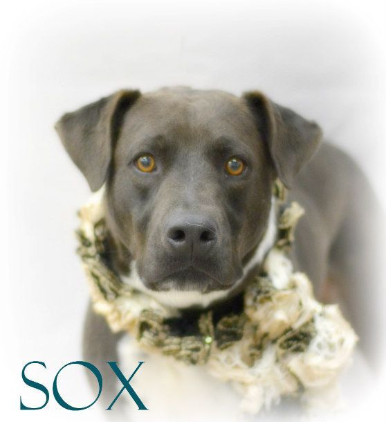 Sox