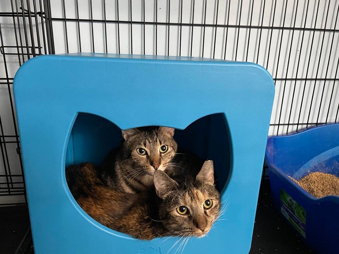 Tori & Malachi- BONDED PAIR, an adoptable Domestic Short Hair in Woodstock, CT, 06281 | Photo Image 1