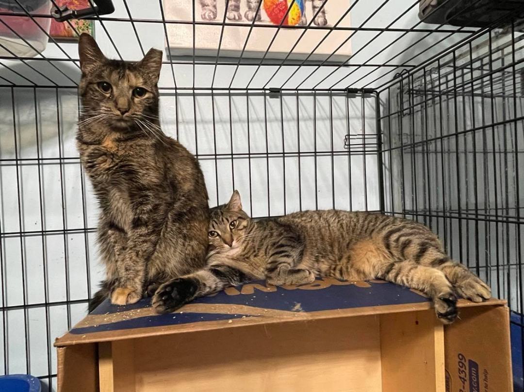 Tori & Malachi- BONDED PAIR, an adoptable Domestic Short Hair in Woodstock, CT, 06281 | Photo Image 3