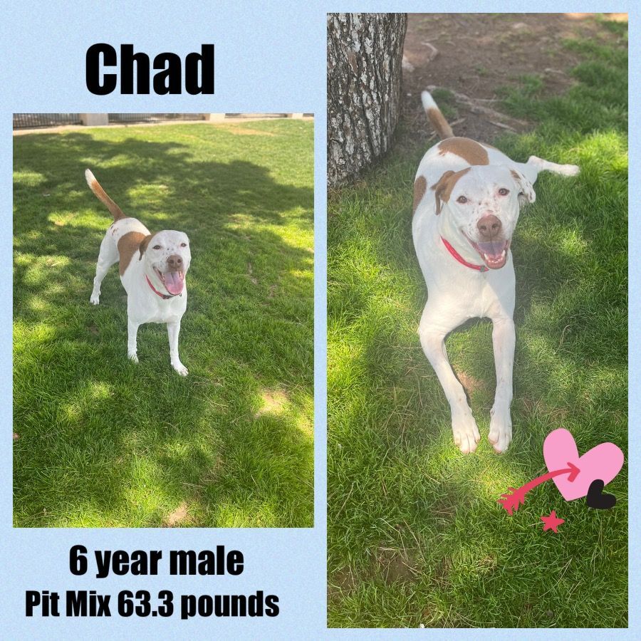 CHAD - 6 YEAR PIT POINTER MIX MALE @ PETCO, 5011 EAST RAY ROAD, PHOENIX 85044 ON SATURDAY, JULY 16, FROM 11 - 2 PM