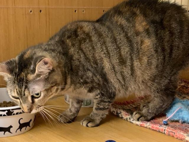Claire (Napa Petco), an adoptable Torbie, Domestic Short Hair in Napa, CA, 94558 | Photo Image 4