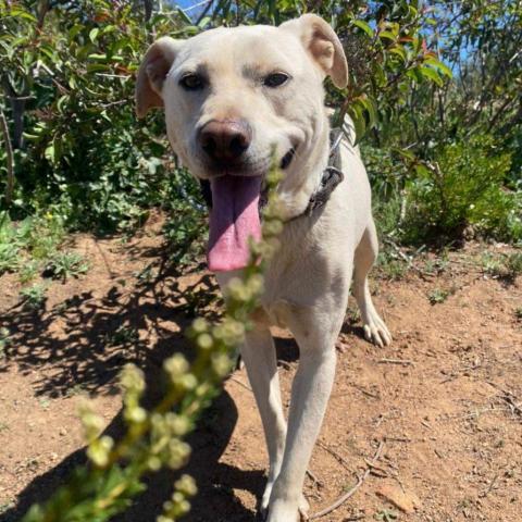 Oso, an adoptable Labrador Retriever Mix in San Diego, CA_image-1