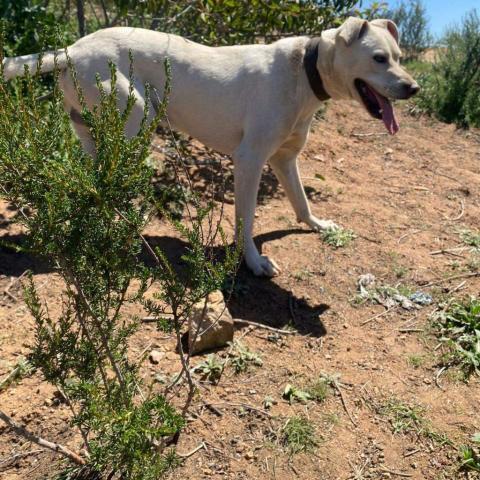 Oso, an adoptable Labrador Retriever Mix in San Diego, CA_image-3