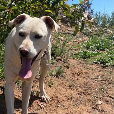 Oso, an adoptable Labrador Retriever Mix in San Diego, CA_image-4