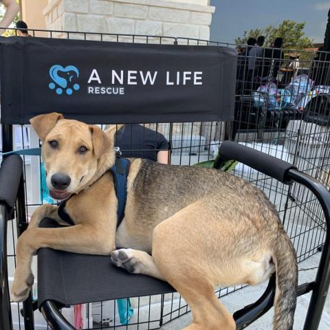 Hanna, an adoptable Shepherd & Beagle Mix in San Diego, CA_image-2