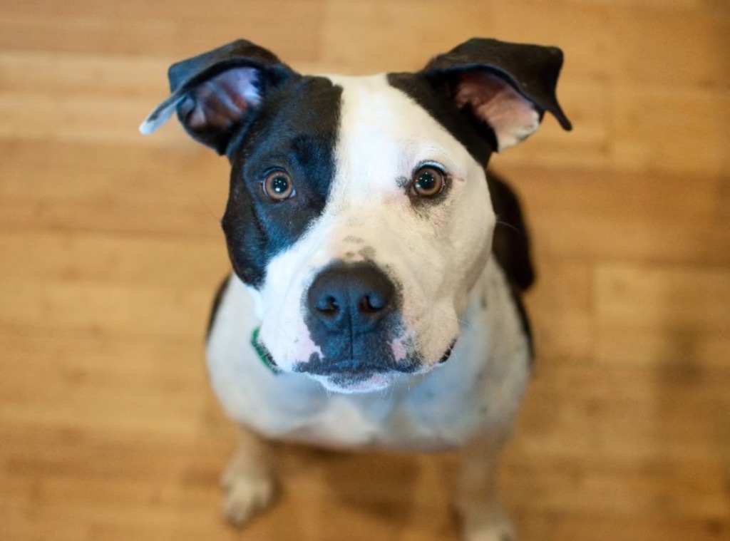 Johnson, an adoptable Terrier, Boxer in Raleigh, NC, 27603 | Photo Image 1