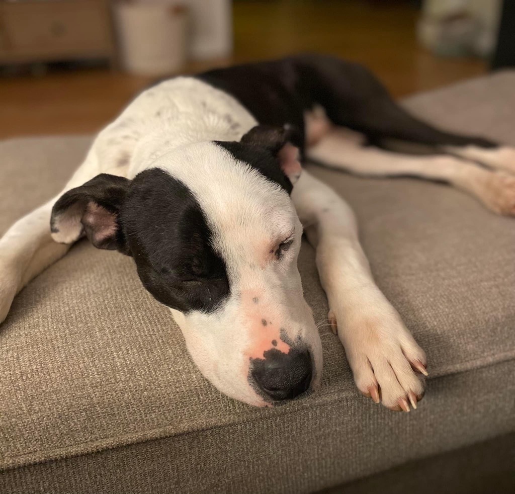 Johnson, an adoptable Terrier, Boxer in Raleigh, NC, 27603 | Photo Image 2