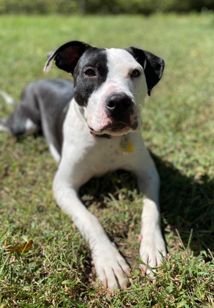 Johnson, an adoptable Terrier, Boxer in Raleigh, NC, 27603 | Photo Image 4