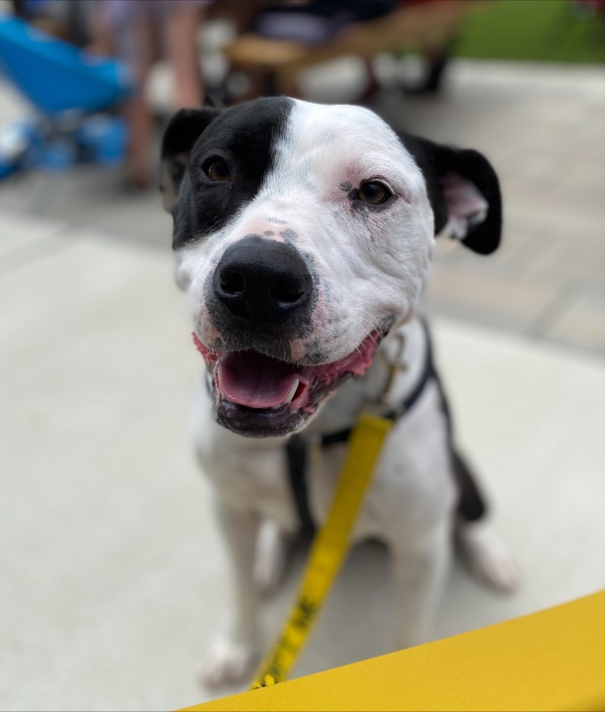 Johnson, an adoptable Terrier, Boxer in Raleigh, NC, 27603 | Photo Image 5