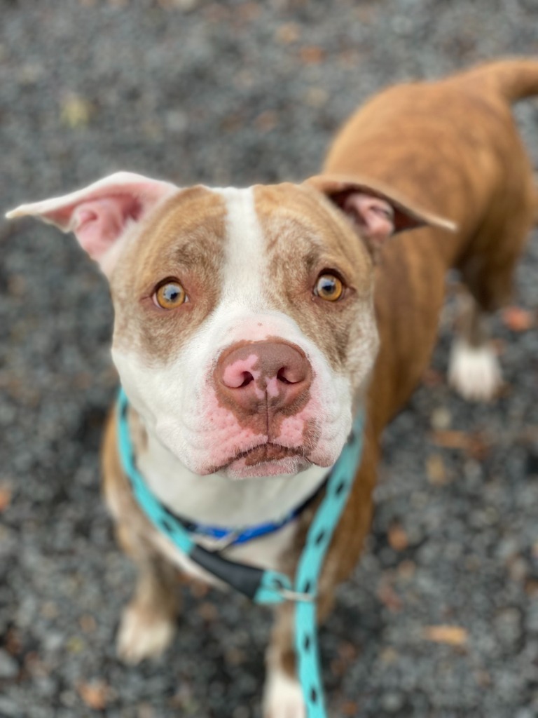 Snoopy, an adoptable Pit Bull Terrier in Chico, CA, 95928 | Photo Image 1