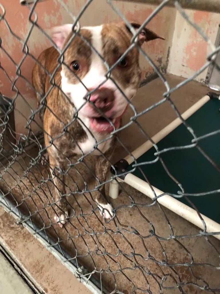 Snoopy, an adoptable Pit Bull Terrier in Chico, CA, 95928 | Photo Image 2