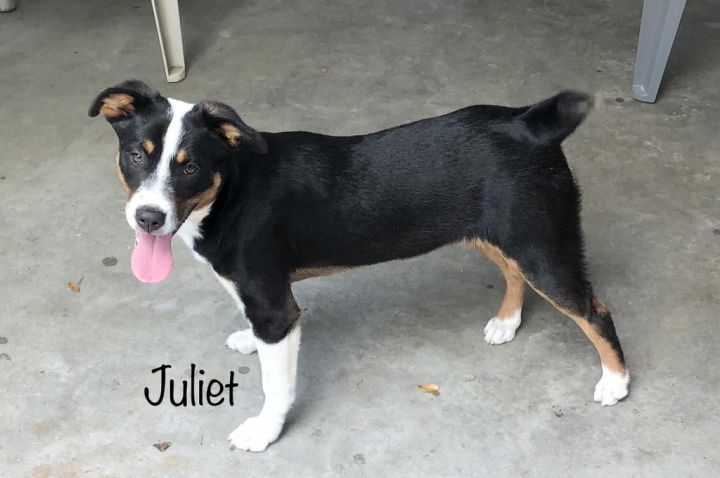 Juliet, an adoptable Border Collie & Bernese Mountain Dog Mix in Fulton, TX_image-3