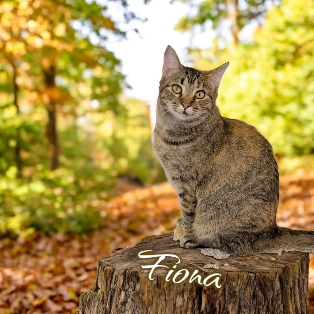 Fiona, an adoptable Domestic Short Hair in Port Clinton, OH, 43452 | Photo Image 1