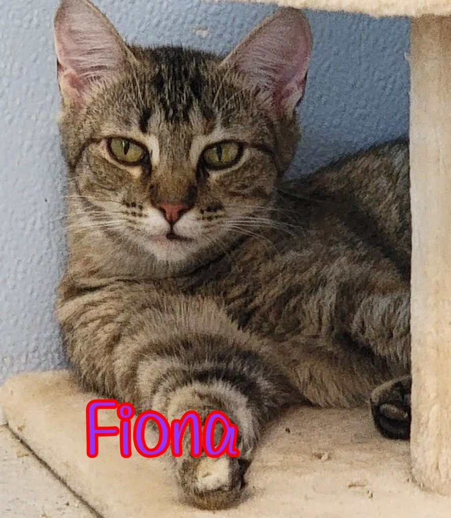 Fiona, an adoptable Domestic Short Hair in Port Clinton, OH, 43452 | Photo Image 3