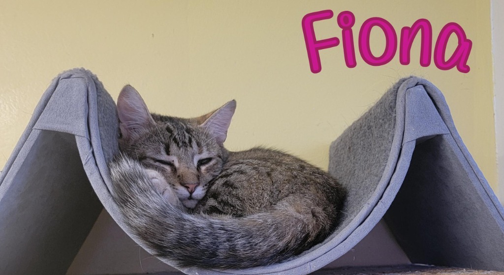 Fiona, an adoptable Domestic Short Hair in Port Clinton, OH, 43452 | Photo Image 5