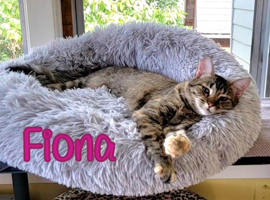 Fiona, an adoptable Domestic Short Hair in Port Clinton, OH, 43452 | Photo Image 6