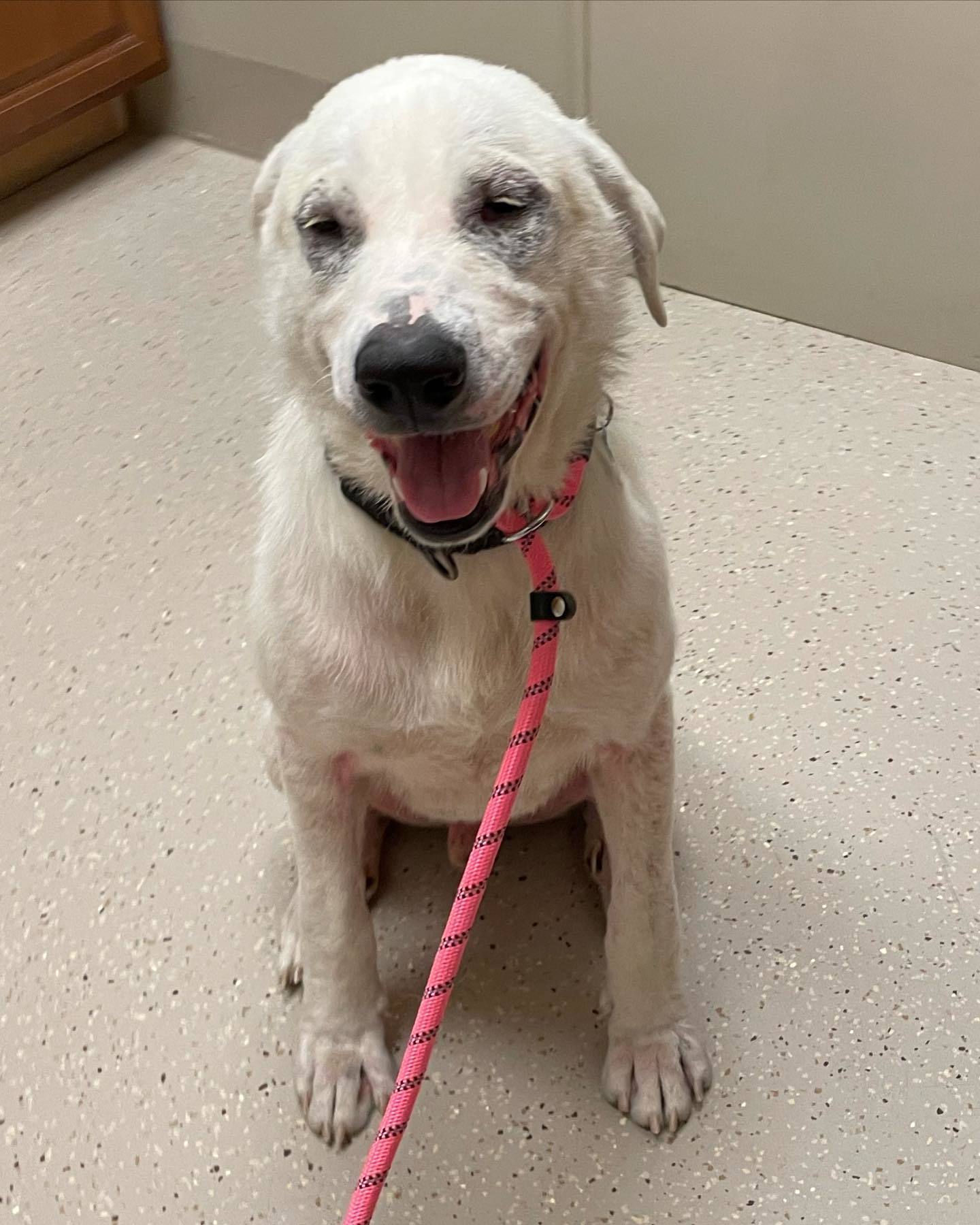 Bennie, an adoptable Akbash in Whitewright, TX, 75491 | Photo Image 1