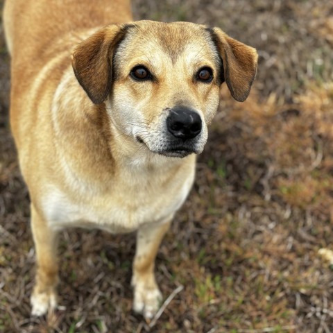 Suzanna, an adoptable Retriever in Clarksdale, MS, 38614 | Photo Image 1