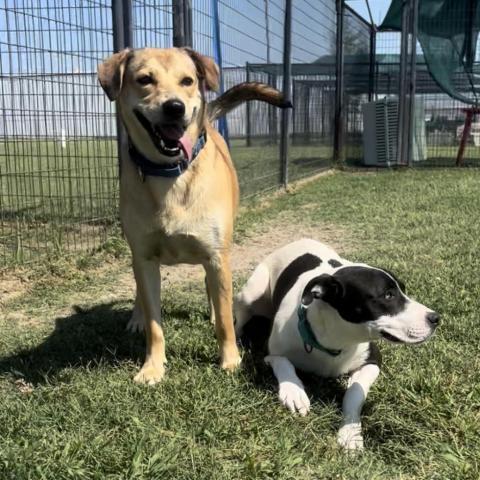 Suzanna, an adoptable Retriever in Clarksdale, MS, 38614 | Photo Image 2