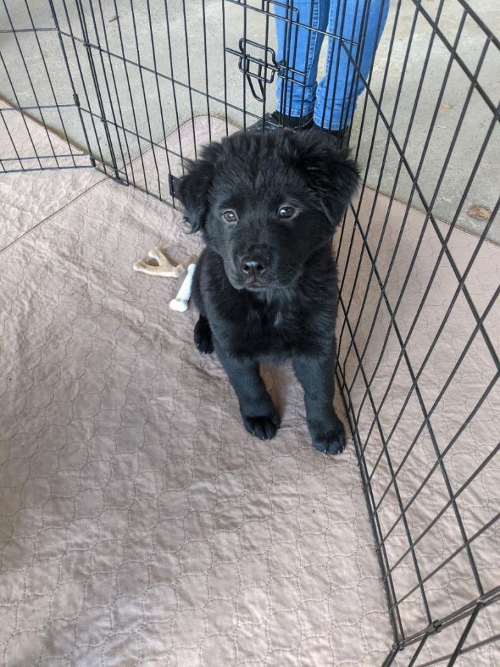 Onyx, an adoptable Chow Chow & Spaniel Mix in Hoffman Estates, IL_image-2