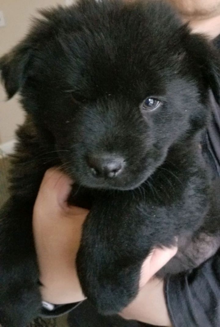 Onyx, an adoptable Chow Chow & Spaniel Mix in Hoffman Estates, IL_image-5