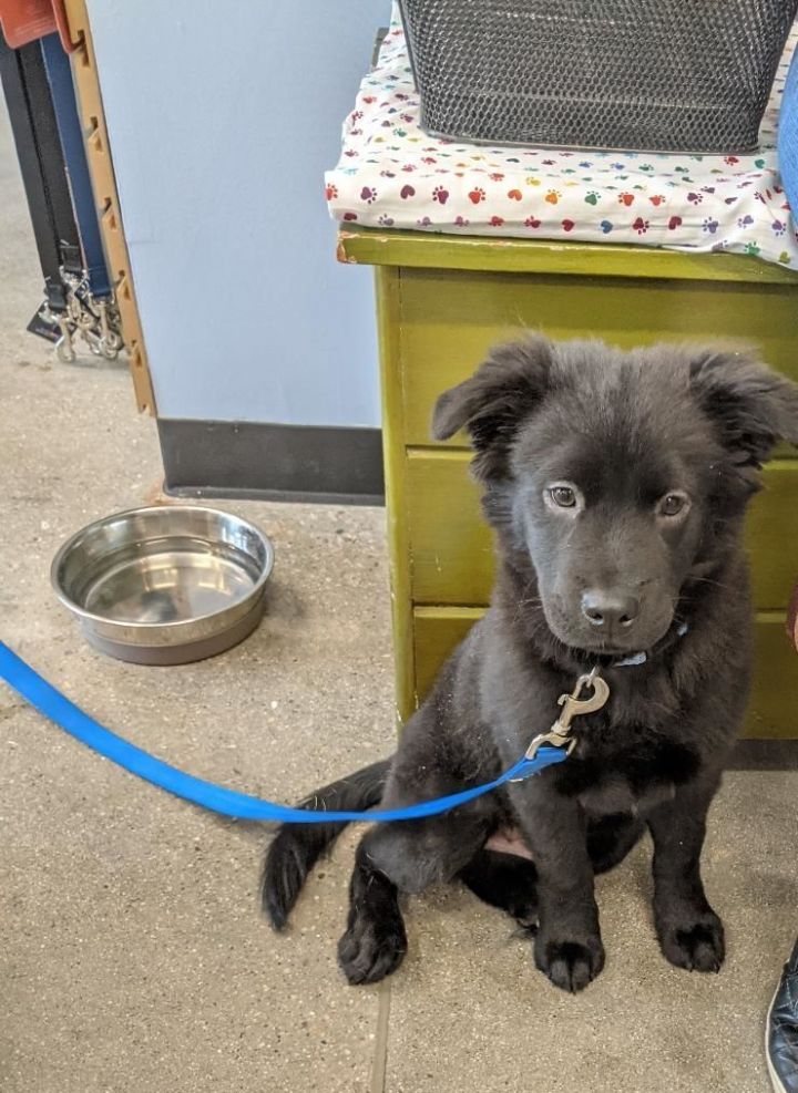 Onyx, an adoptable Chow Chow & Spaniel Mix in Hoffman Estates, IL_image-6