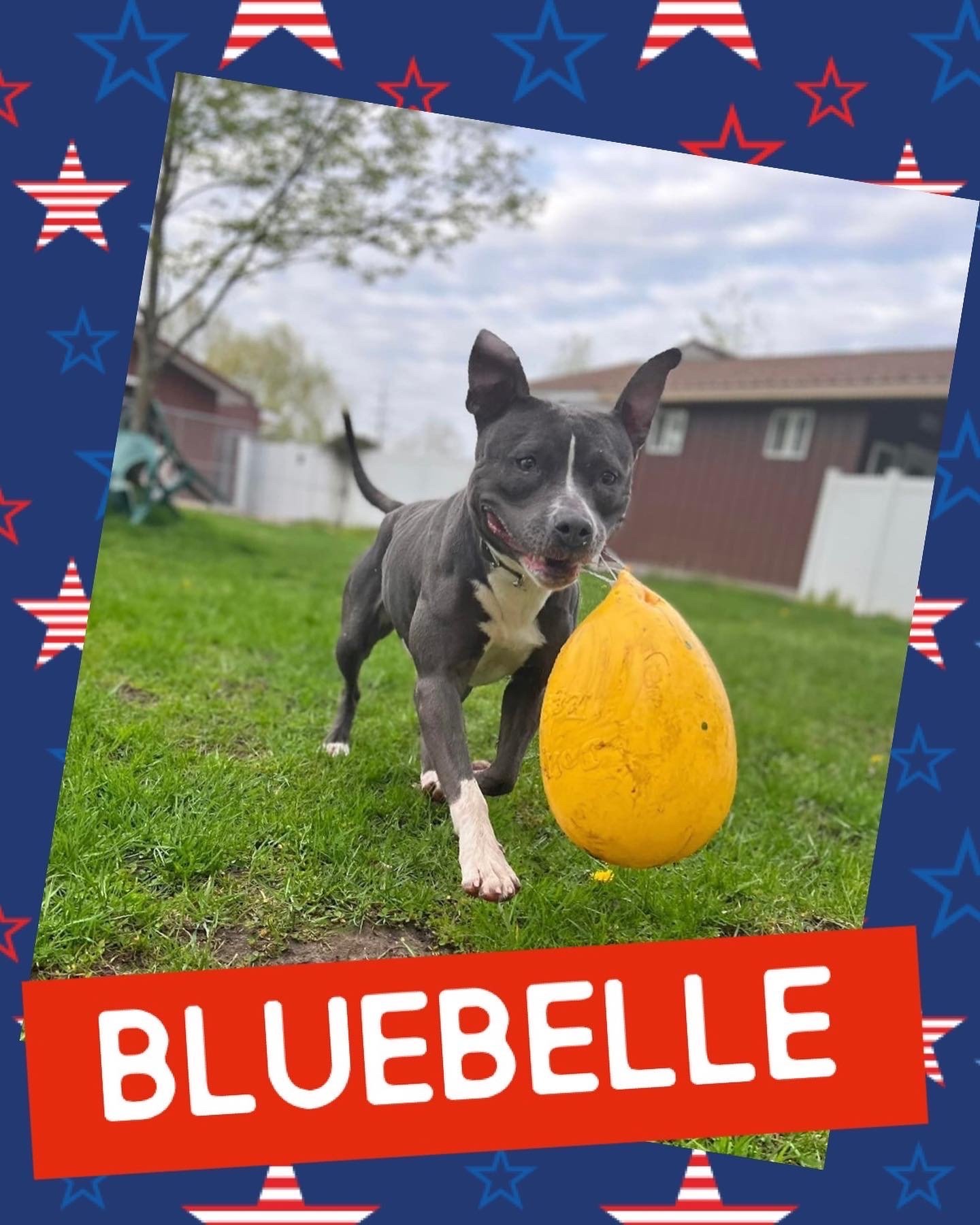 Bluebelle