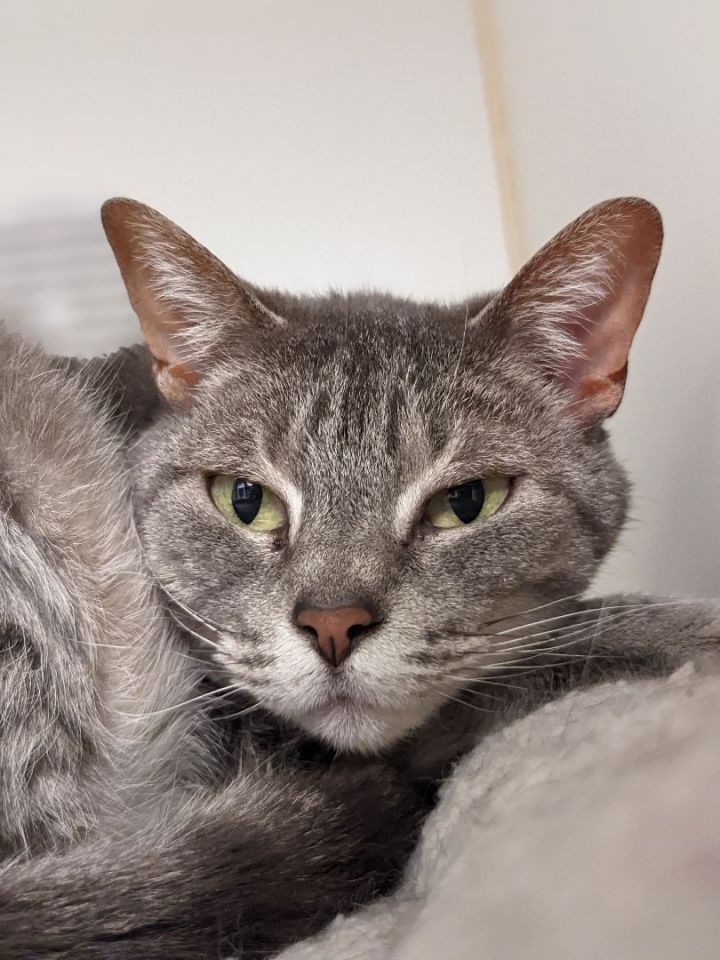 Little, an adopted Domestic Short Hair Mix in Bellingham, WA_image-2
