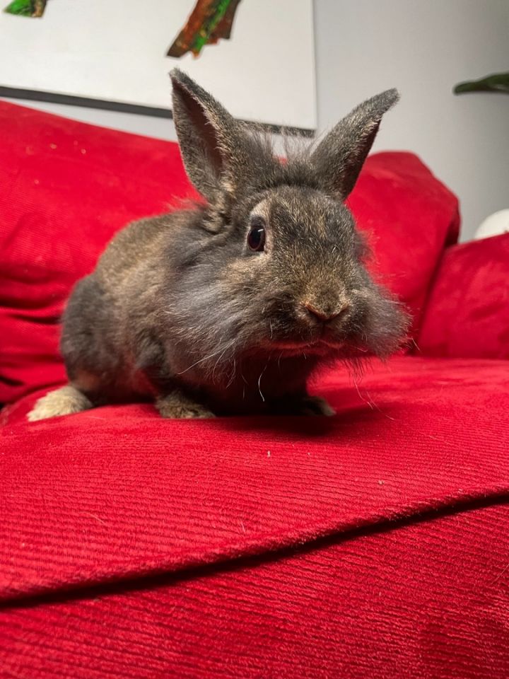 Smudgie, an adoptable Lionhead in Philadelphia , PA_image-1