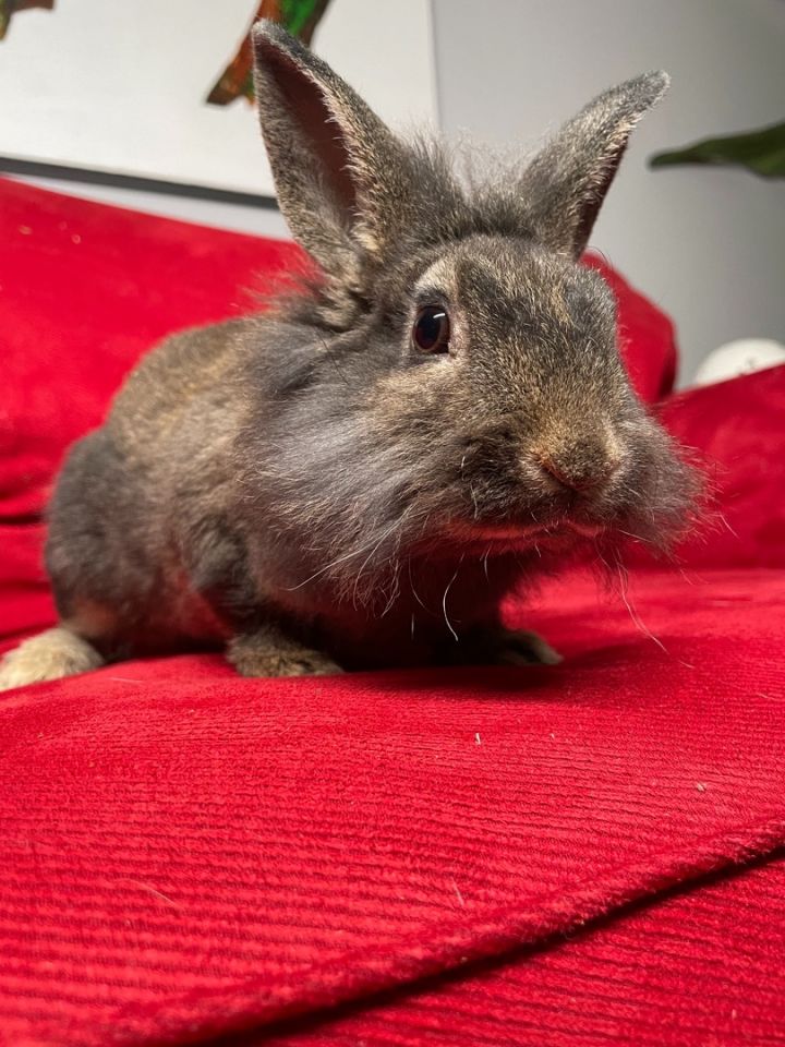 Smudgie, an adoptable Lionhead in Philadelphia , PA_image-2