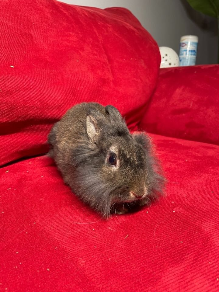 Smudgie, an adoptable Lionhead in Philadelphia , PA_image-5