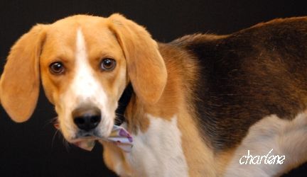 Griffin, an adoptable Foxhound in Newland, NC, 28657 | Photo Image 2