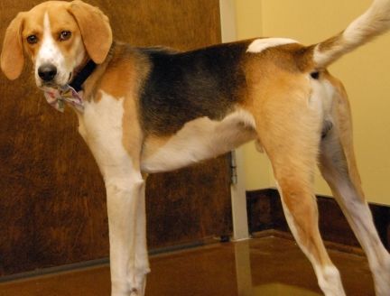 Griffin, an adoptable Foxhound in Newland, NC, 28657 | Photo Image 3