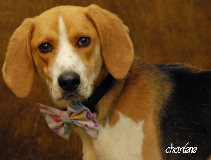 Griffin, an adoptable Foxhound in Newland, NC, 28657 | Photo Image 4