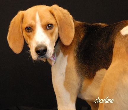 Griffin, an adoptable Foxhound in Newland, NC, 28657 | Photo Image 5