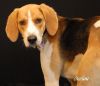 Griffin photo 5