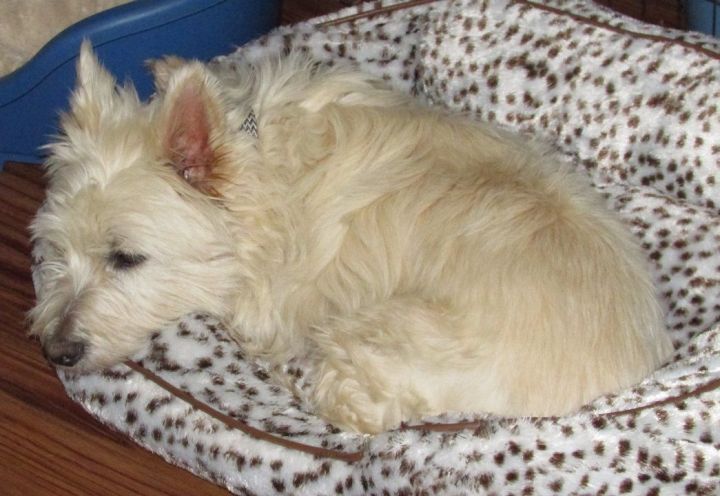 Rider, an adopted West Highland White Terrier / Westie in Franklin, TN_image-6
