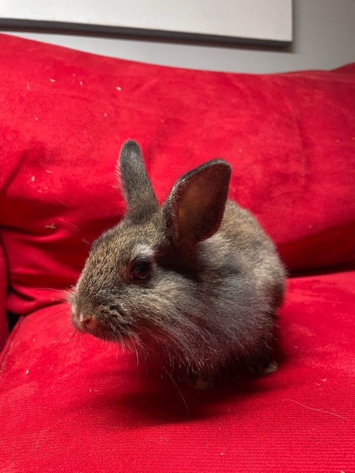 Raisin, an adoptable Lionhead in Wilkes-Barre, PA_image-3